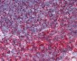 TUBB / Beta Tubulin Antibody (N-Terminus, clone 9F3, AF555)